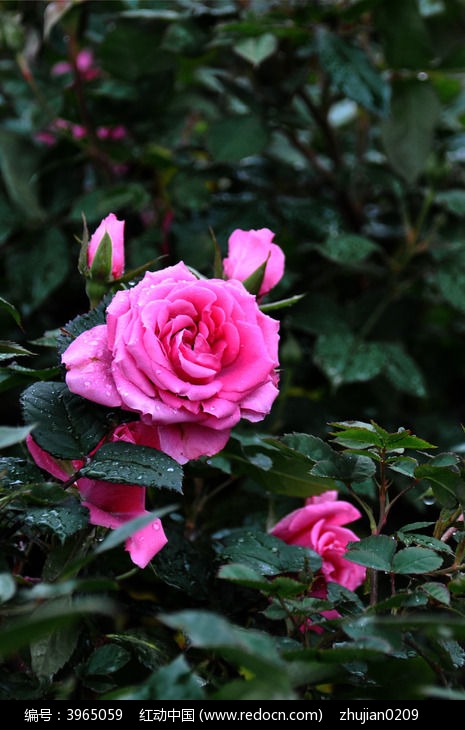月季花