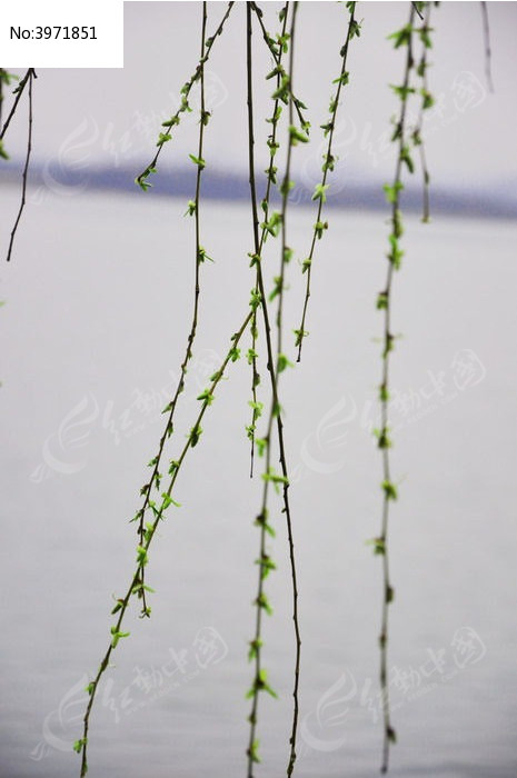 湖面飘荡的柳条