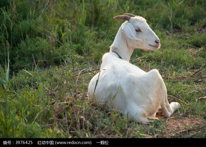 黎明时刻草丛中运转的油井图片_彩蝶纷飞图片