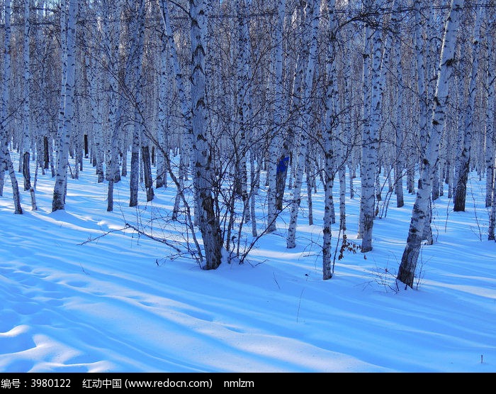 白桦林雪景