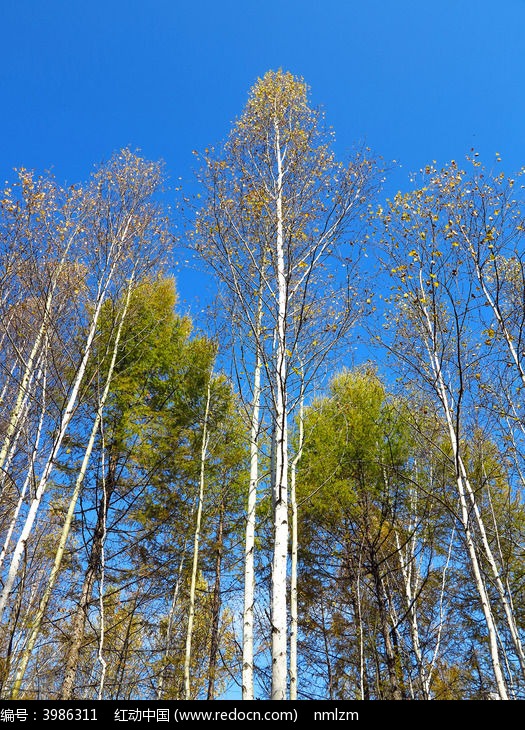 白桦林秋景