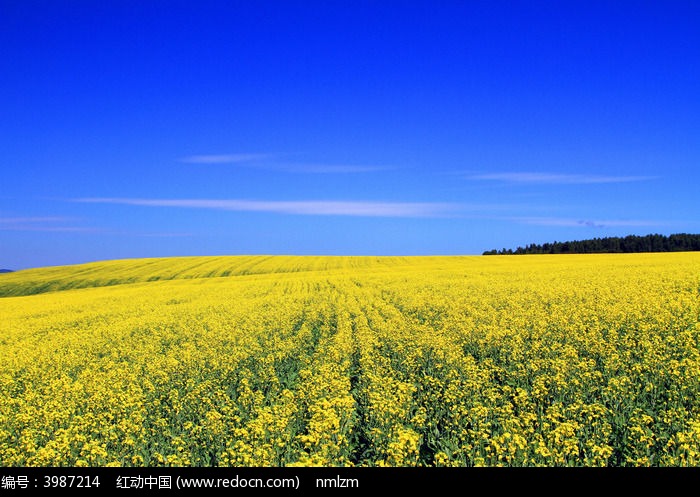 花满田野图片,高清大图_田野田园素材