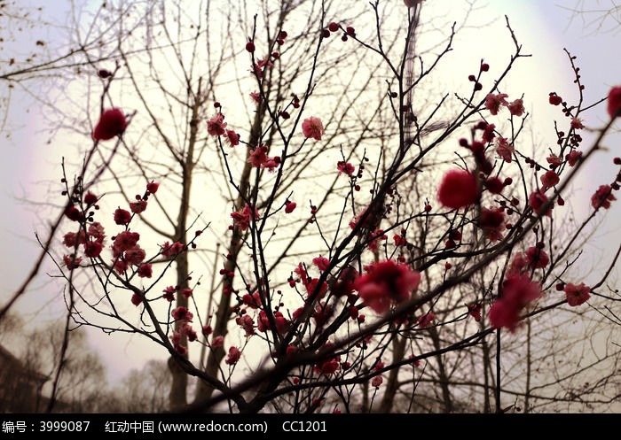 花 桃花 美景 春天图片,高清大图_田野田园素材