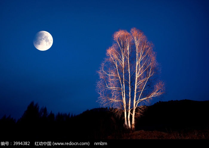 月光下的白桦树