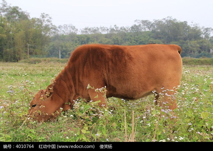 草丛中的小黄牛