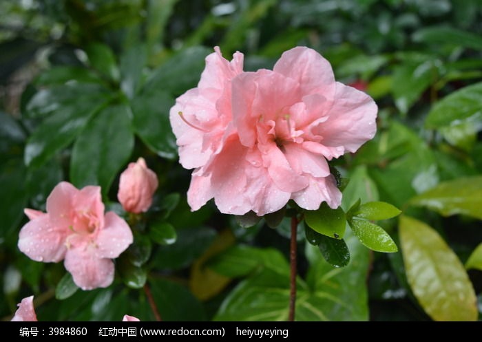原创摄影图 动物植物 花卉花草 粉色杜鹃