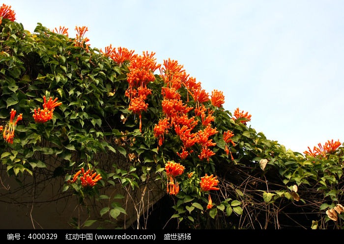 爬山虎花卉