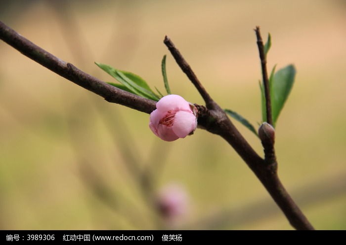 桃花花苞