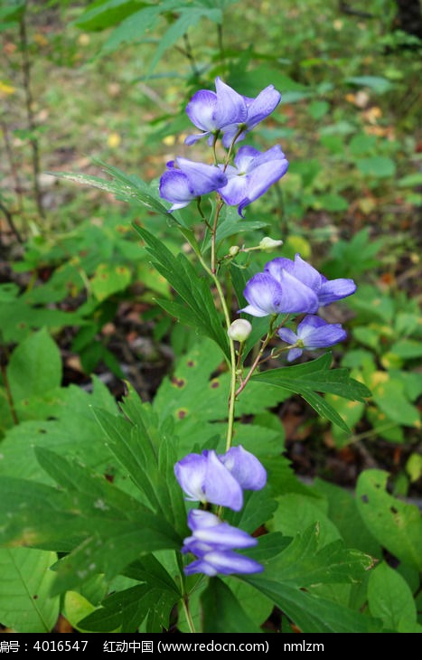 野生草乌头