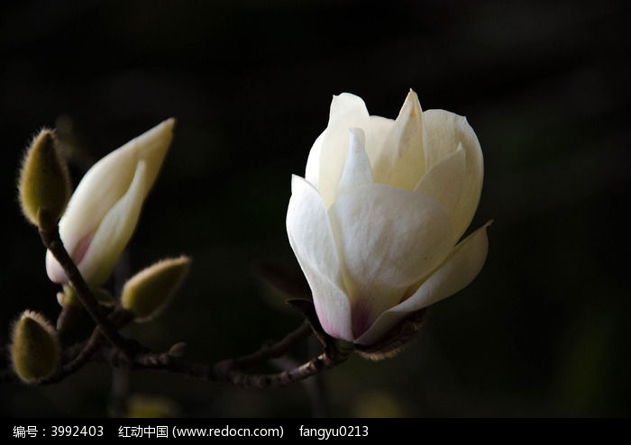 白花