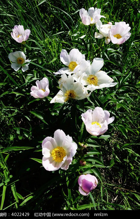 草原野生芍药花