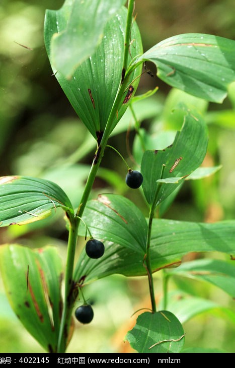 大兴安岭野生植物玉竹