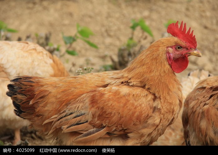 漂亮的小公鸡