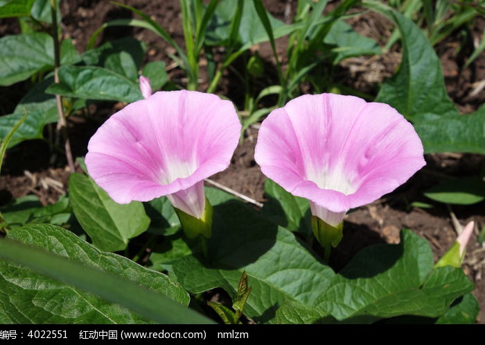 野生牵牛花