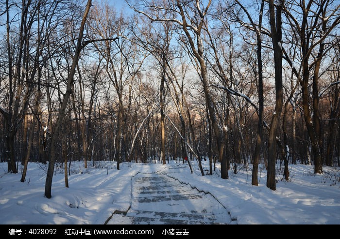 冬季里白雪覆盖的树林