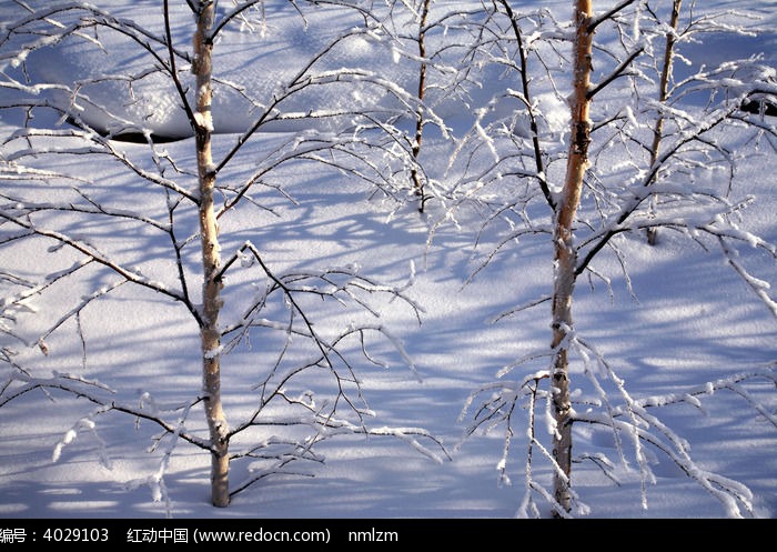 冰雪小白桦