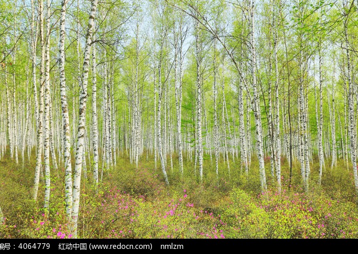 白桦林春景