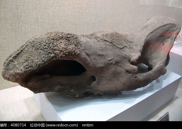 披毛犀头骨化石
