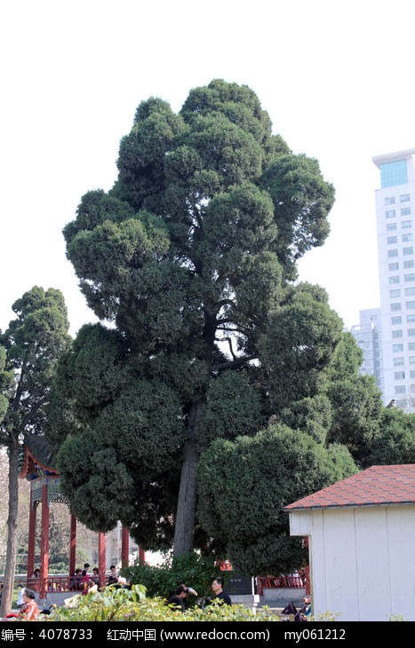 一颗大柏树