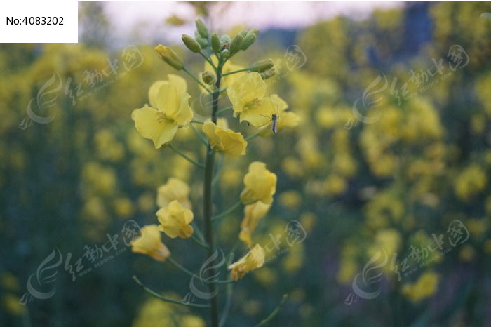 油菜花图片