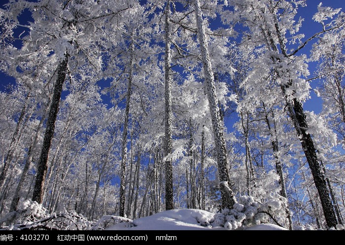 挺拔的雪松林