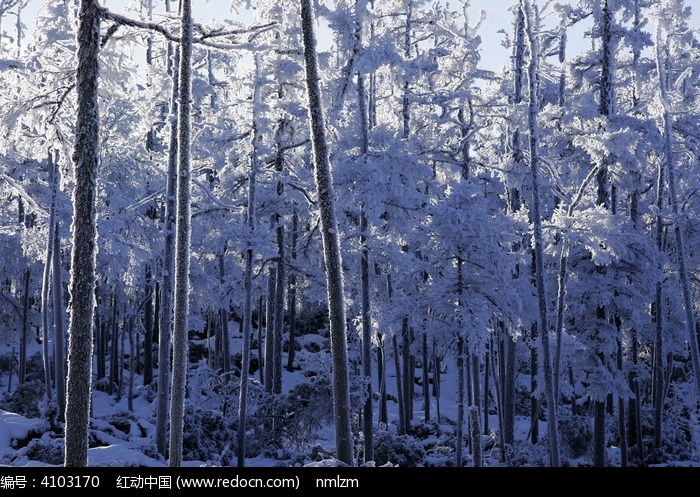 原始森林雪之魅