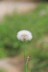 白色的蒲公英