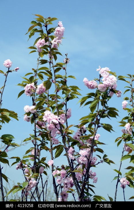 春天里的樱花樱花树