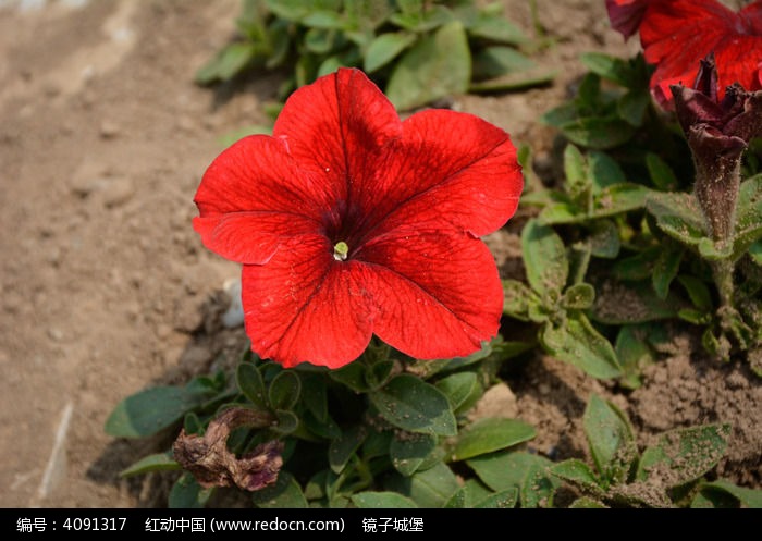 大牵牛花红色