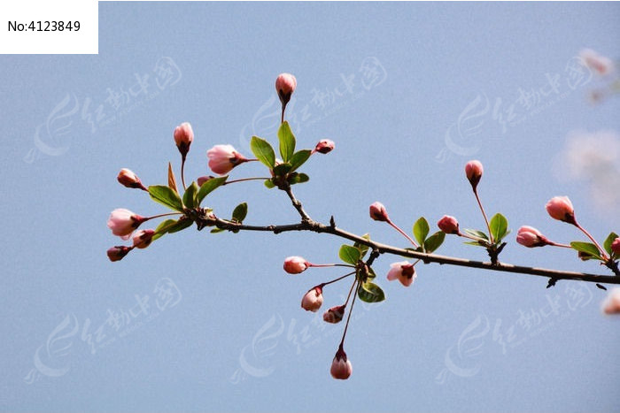 海棠花苞花枝