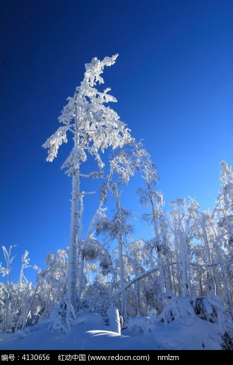 森林之雪