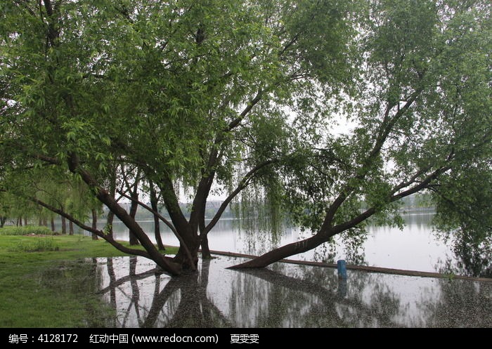 水中的垂柳高清图片下载_红动中国