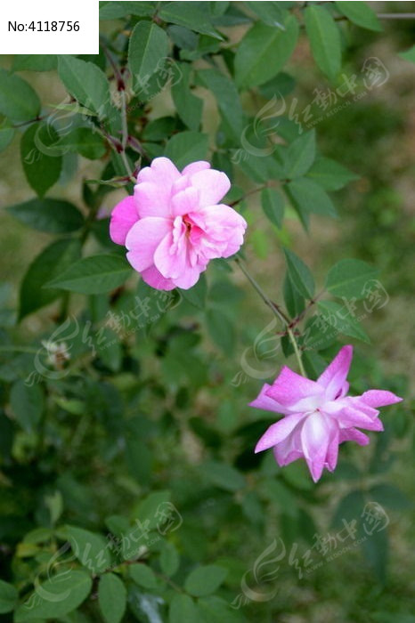 四季花月季花特写