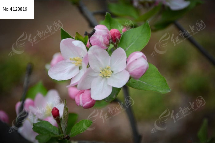 小海棠花