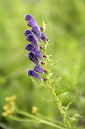 黄芩