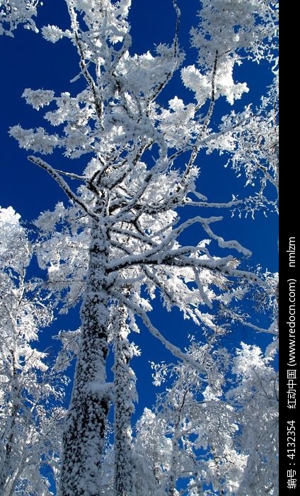 原创摄影图 自然风景 森林树林 挺拔的雪松 请您分享: 红动网提供