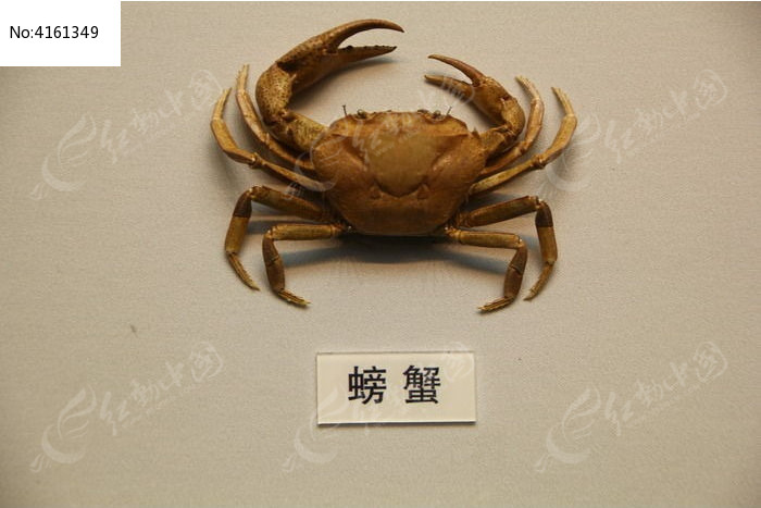 博物馆的螃蟹