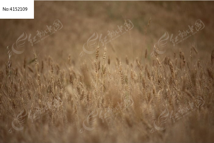 丰收的秋天图片,高清大图_田野田园素材