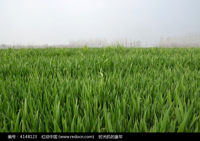 麦子高清图片下载_红动中国