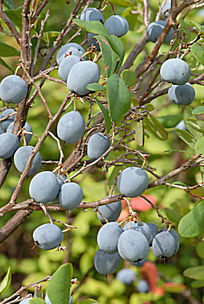 野生 蓝莓