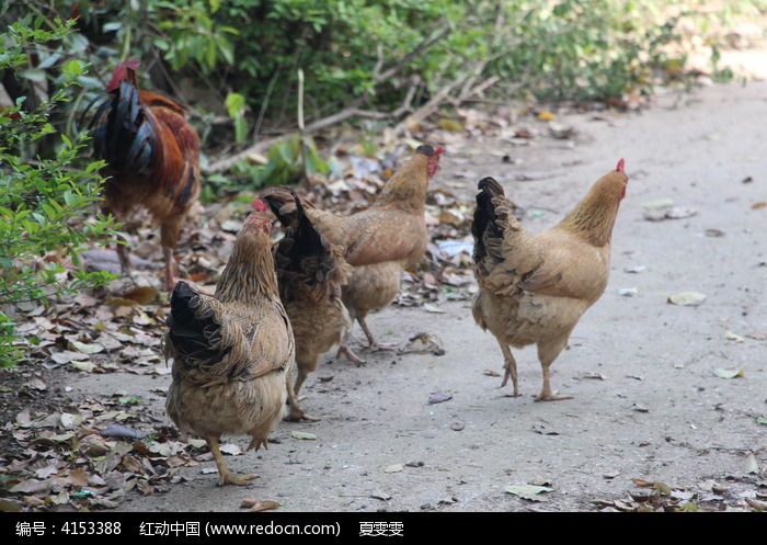 一群悠闲的鸡高清图片下载_红动中国