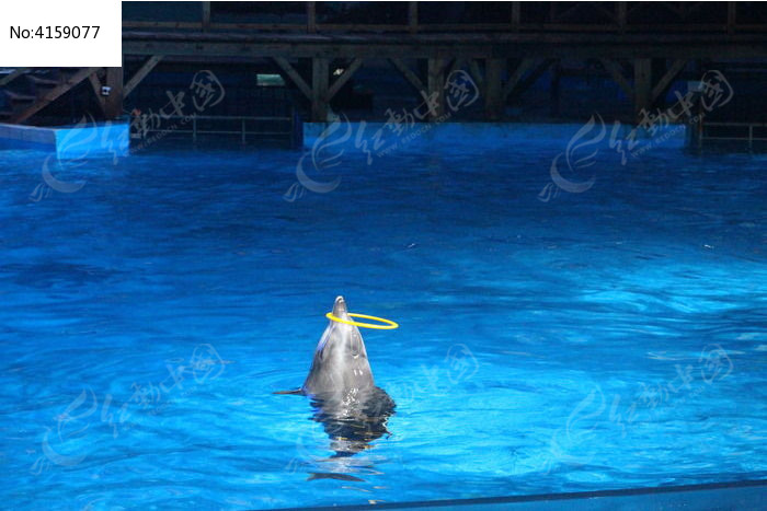 转呼啦圈的小海豚图片,高清大图_水中动物素材