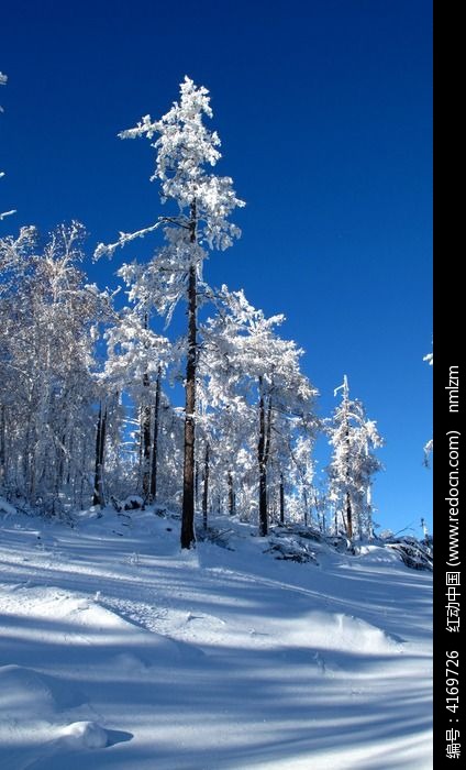 森林雪景