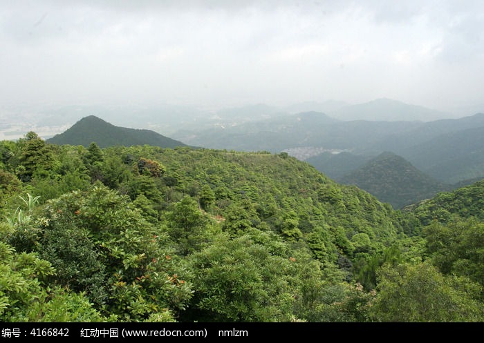 深圳梧桐山山林植被