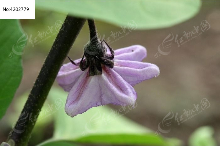 美丽的茄子花