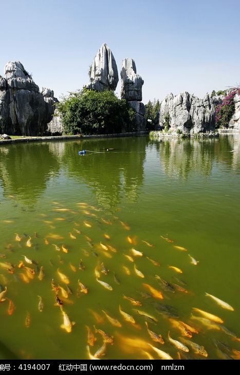 石林风景区湖泊游鱼