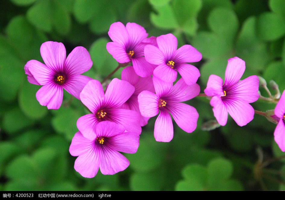 花朵照片