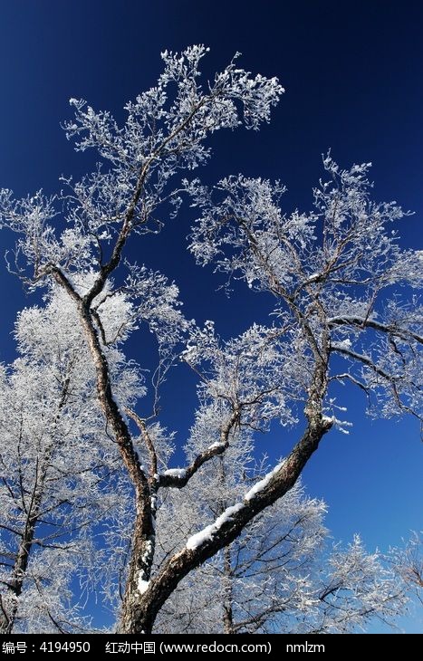 雪树梨花开