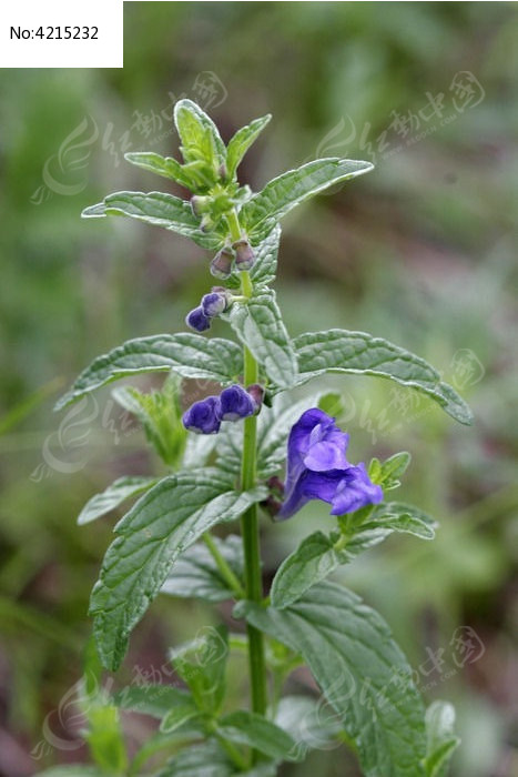 并头黄芩