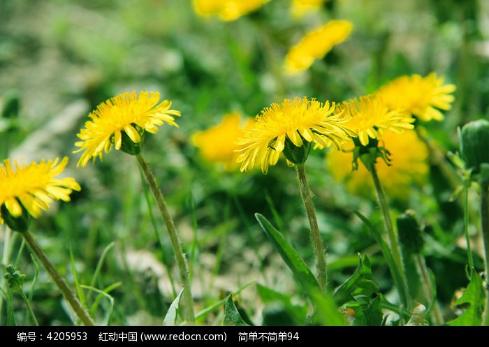 小黄花